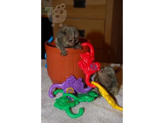 Ζεύγος πιθήκους marmoset προς πώληση  Παπιγιόν(Πεταλούδα)...